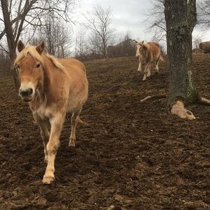 Meet your Posher, Martise